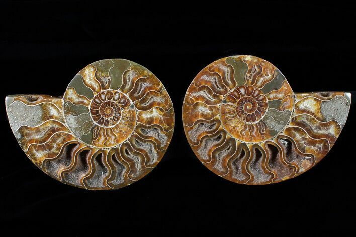 Cut & Polished Ammonite Fossil - Crystal Filled Chambers #79696